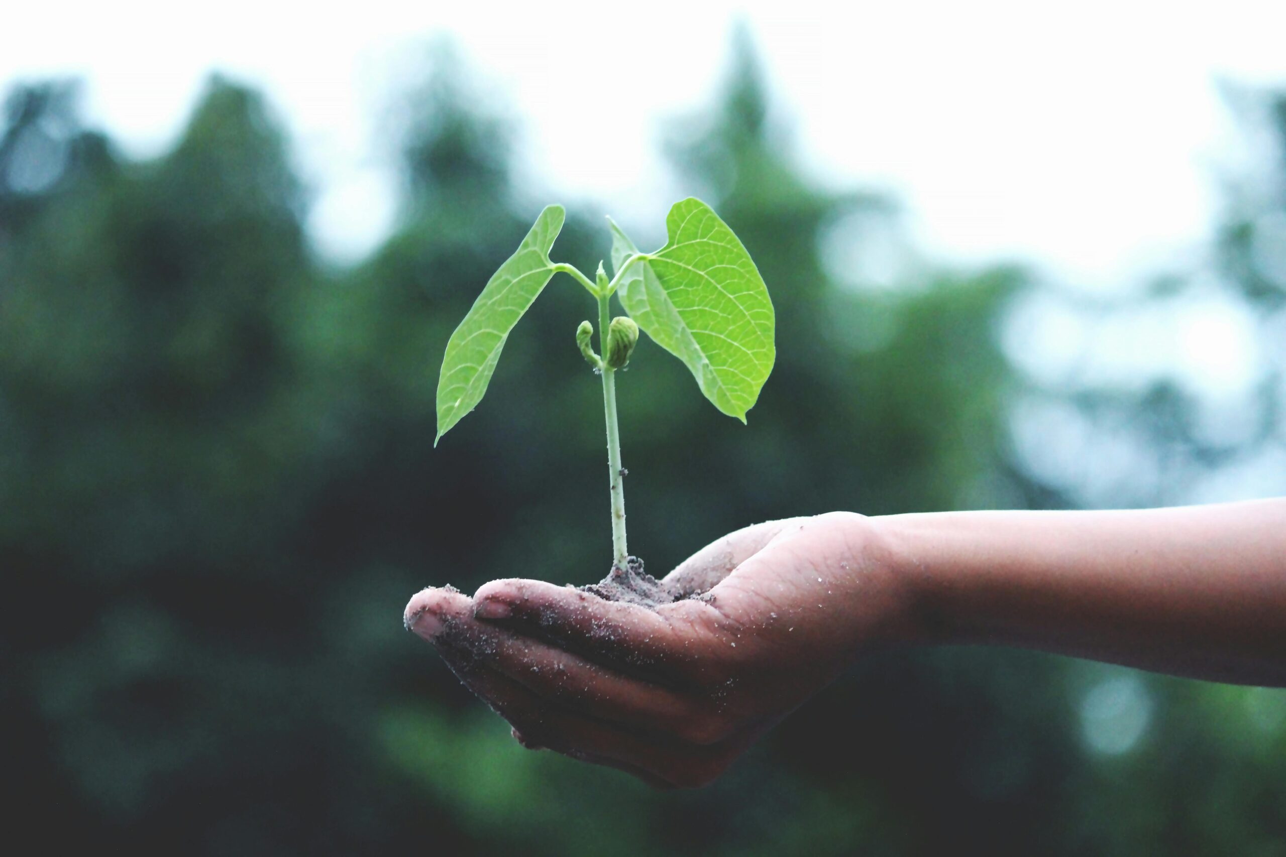 Hand holding a seedling with green leaves